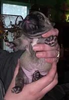 Max, a male Frenchton for sale in Benson, MN – 2 of 2