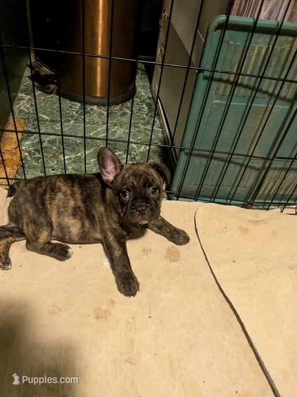 Bolt – Frenchton puppy for sale in Benson, MN