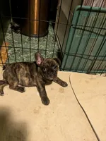 Bolt, a male Frenchton for sale in Benson, MN – 1 of 1