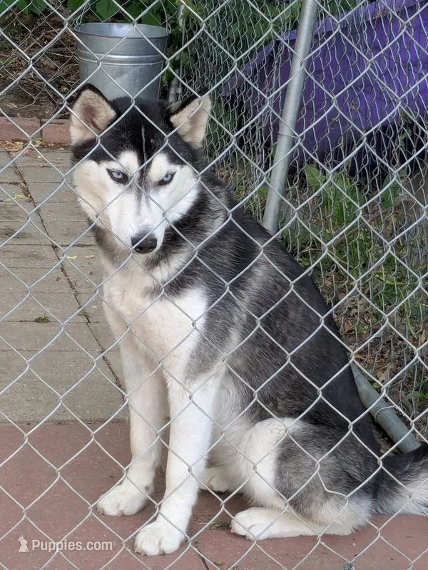 Denali – Siberian Husky puppy for sale in Benson, MN