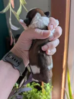 Barkley, a male Shih Tzu for sale in Benson, MN – Photo 3 of 3