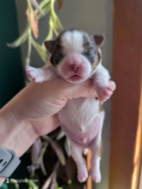 Barkley – Shih Tzu puppy for sale in Benson, MN