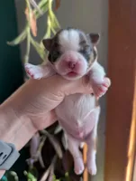 Barkley, a male Shih Tzu for sale in Benson, MN – Photo 1 of 3