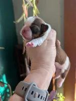 Barkley, a male Shih Tzu for sale in Benson, MN – Photo 2 of 3