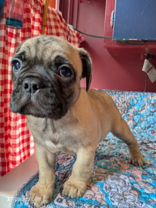 Max – Frenchton puppy for sale in Benson, MN