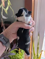 Buster, a male Shih Tzu for sale in Benson, MN – Photo 2 of 3