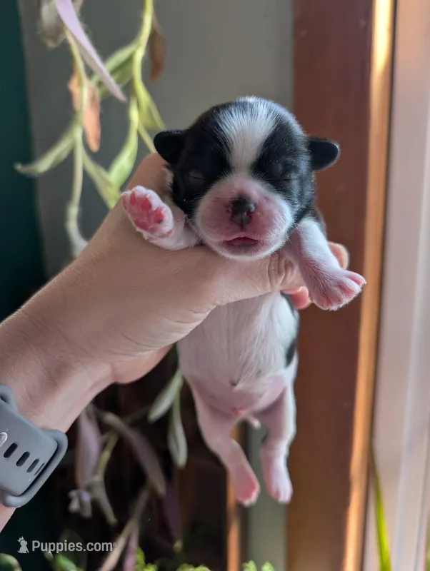 Buster – Shih Tzu puppy for sale in Benson, MN