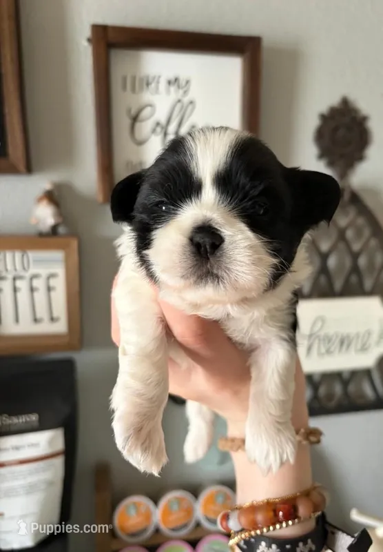 Buster – Shih Tzu puppy for sale in Benson, MN