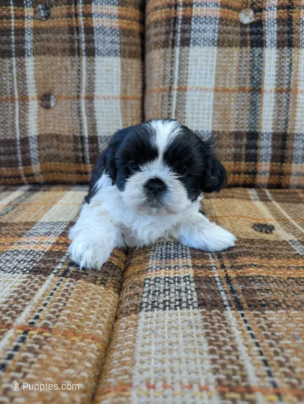 Buster – Shih Tzu puppy for sale in Benson, MN