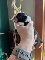 Buster, a male Shih Tzu for sale in Benson, MN – Photo 3 of 3