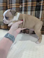 Marley, a female Boston Terrier for sale in Benson, MN – 3 of 5