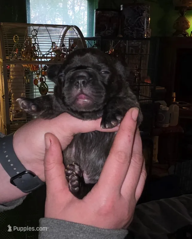 Daisy – Frenchton puppy for sale in Benson, MN