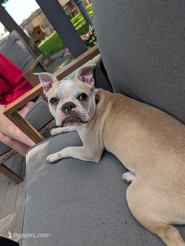 Trixie – Boston Terrier puppy for sale in Benson, MN