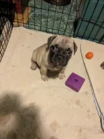 Max, a male Frenchton for sale in Benson, MN – 2 of 3