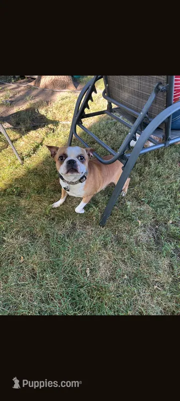 Chili – Boston Terrier puppy for sale in Benson, MN