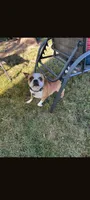 Chili, a female Boston Terrier for sale in Benson, MN – 1 of 1