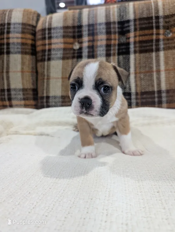 Scout – Boston Terrier puppy for sale in Benson, MN