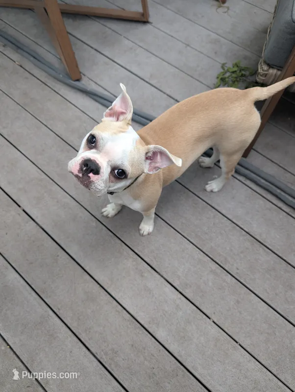 Trixie – Boston Terrier puppy for sale in Benson, MN