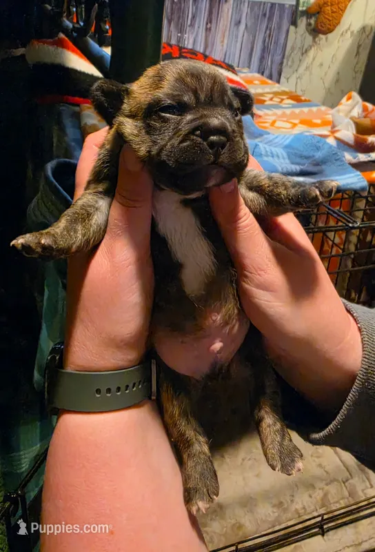 Max – Frenchton puppy for sale in Benson, MN