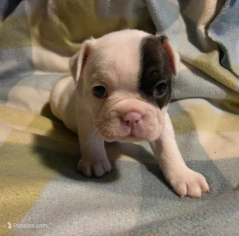 Sugar – Frenchton puppy for sale in Benson, MN