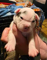 Ella, a male Frenchton for sale in Benson, MN – 2 of 2