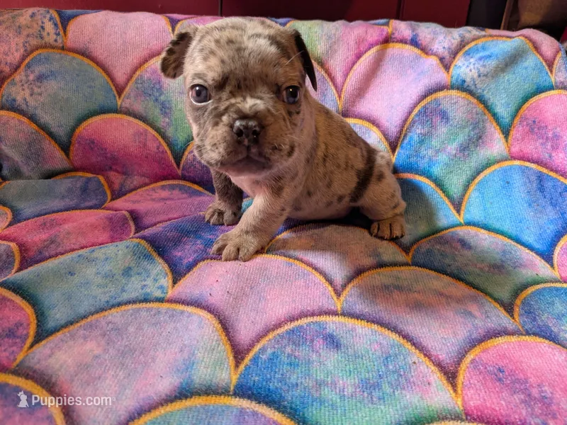 George – Frenchton puppy for sale in Benson, MN