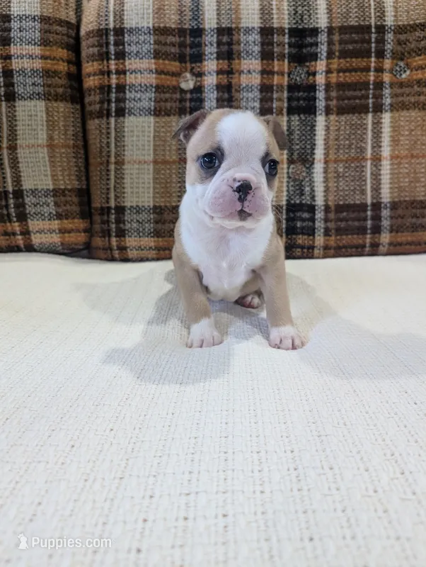 Marley – Boston Terrier puppy for sale in Benson, MN