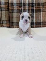 Marley, a female Boston Terrier for sale in Benson, MN – 1 of 5