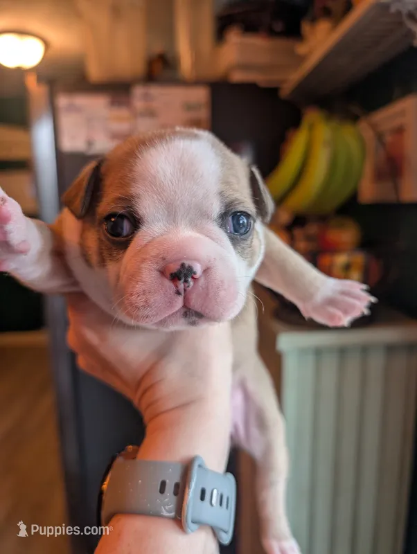Marley – Boston Terrier puppy for sale in Benson, MN