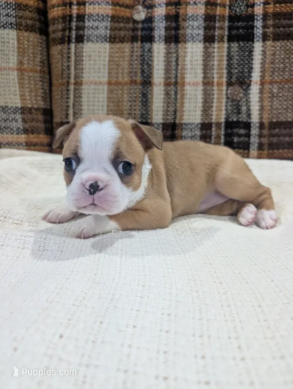 Sadie – Boston Terrier puppy for sale in Benson, MN