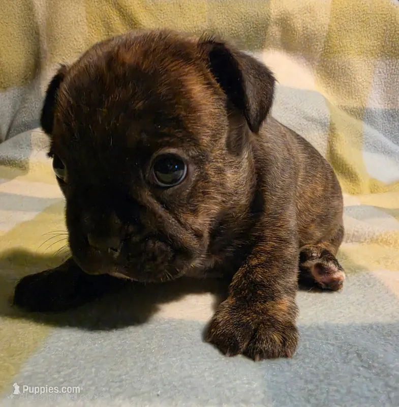 Bolt – Frenchton puppy for sale in Benson, MN
