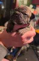 Bolt, a male Frenchton for sale in Benson, MN – 1 of 2