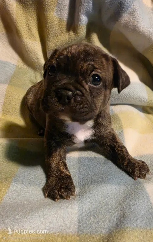 Mike – Frenchton puppy for sale in Benson, MN