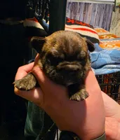 Max, a male Frenchton for sale in Benson, MN – 2 of 2