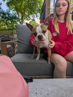Roscoe, a male Boston Terrier for sale in Benson, MN – 2 of 3