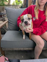 Roscoe, a male Boston Terrier for sale in Benson, MN – 3 of 3