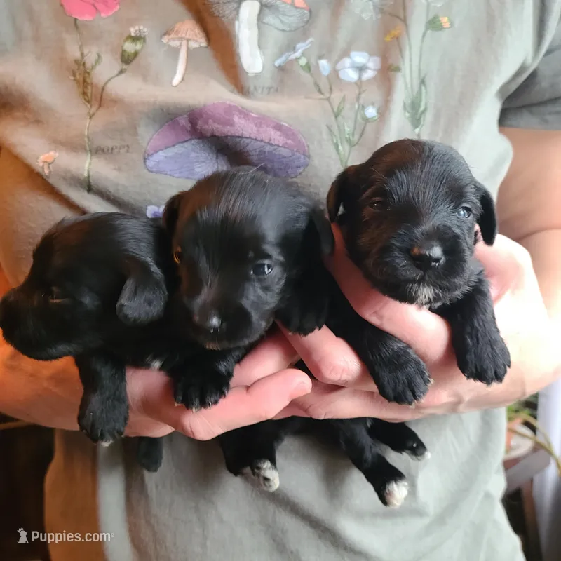 Black triplets, a female Miniature Schnauzer for sale in Benson, MN – Photo 1 of 2