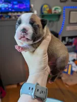 Scout, a male Boston Terrier for sale in Benson, MN – 3 of 4