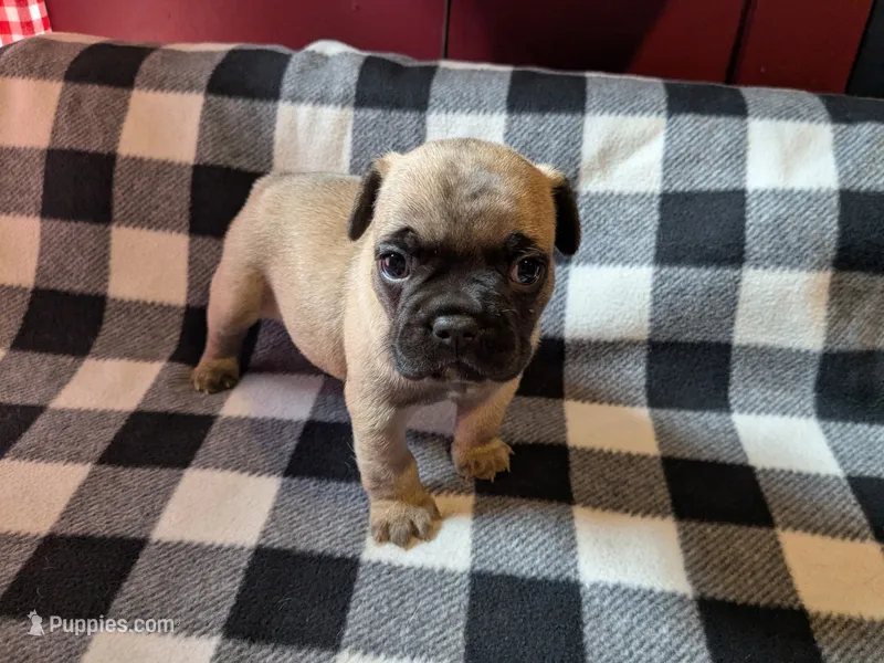 Max – Frenchton puppy for sale in Benson, MN