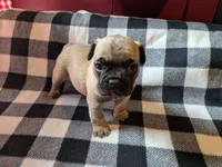 Max, a male Frenchton for sale in Benson, MN – 3 of 3