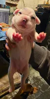 Ella, a male Frenchton for sale in Benson, MN – 1 of 2