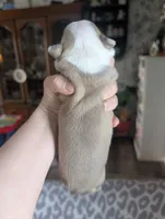 processed/35fcdf42-716d-499a-9f47-311d21f6f84e/listing/e47b7bd7-2419-48af-b82a-4327fe2597ae/a696a1f2-7c2c-49d6-88c7-e8ce1616c93b