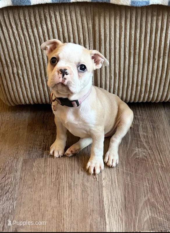 Caitlin clark – Boston Terrier puppy for sale in Benson, MN