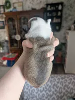 processed/35fcdf42-716d-499a-9f47-311d21f6f84e/listing/e624a11f-7261-420e-87cb-39d8d31ff615/74a7598d-1938-4b6e-b809-1f28960c469f