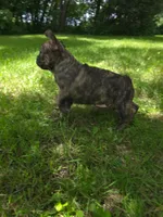 Bolt, a male Frenchton for sale in Benson, MN – 3 of 4