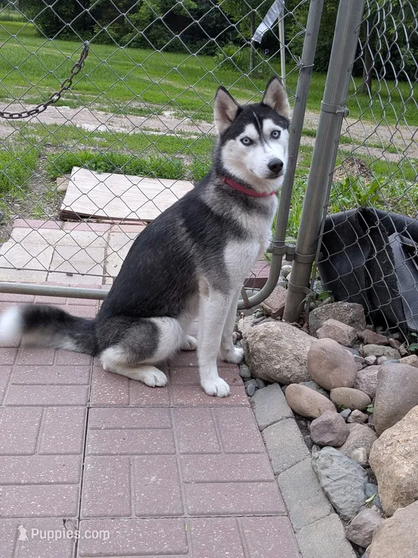 Denali – Siberian Husky puppy for sale in Benson, MN