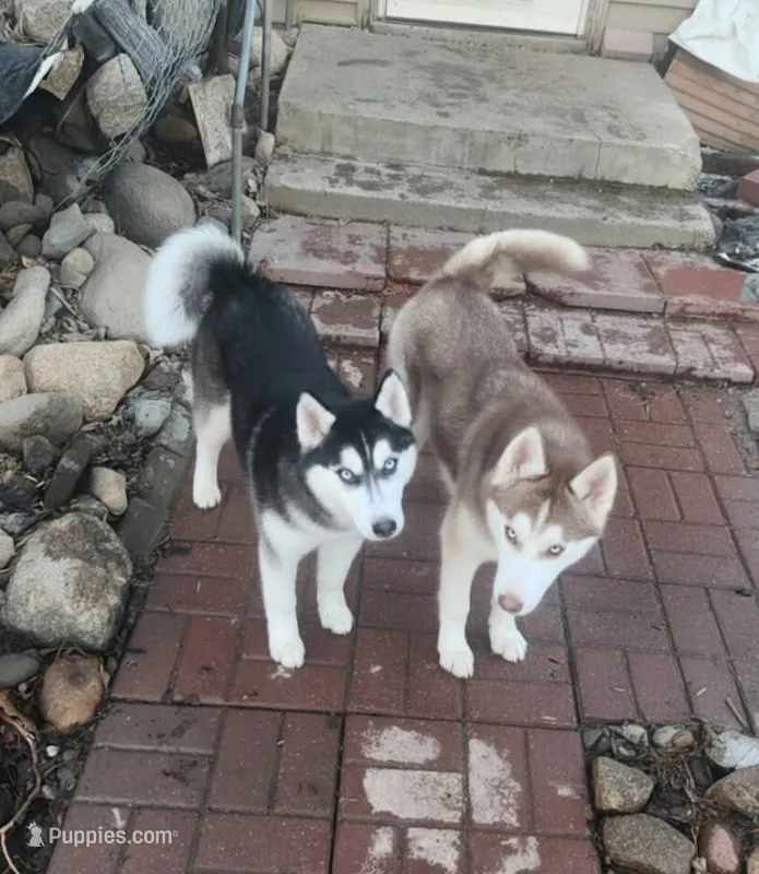 Denali – Siberian Husky puppy for sale in Benson, MN