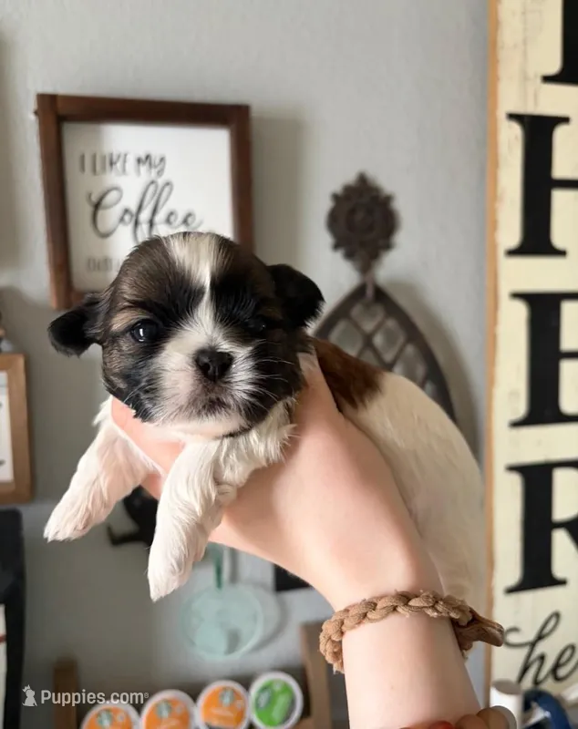 Bear – Shih Tzu puppy for sale in Benson, MN