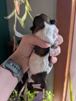 Bear, a male Shih Tzu for sale in Benson, MN – Photo 2 of 3