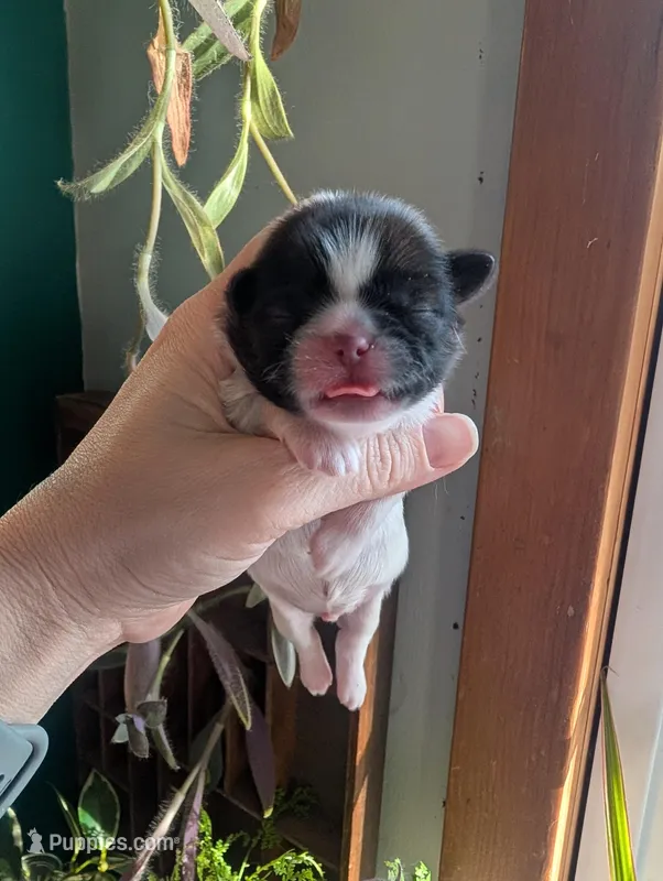 Bear – Shih Tzu puppy for sale in Benson, MN